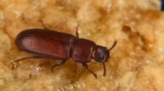 Мало брашно khushchka: опис и методи на борба